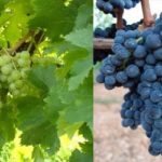 Composti fenolici di uve e relativi vini di vitigni autoctoni minori della Puglia