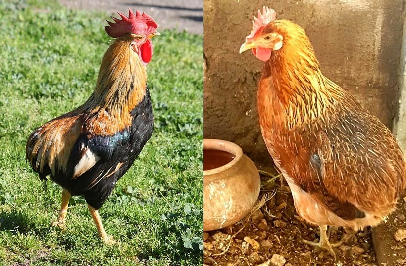 Gallo e gallina in colorazione selvatica arancio