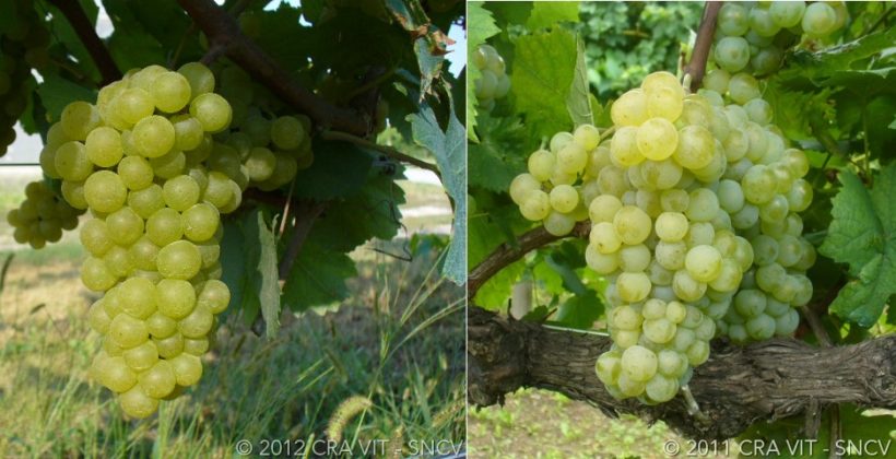 grappolo uva chardonnay ribolla gialla vino organge