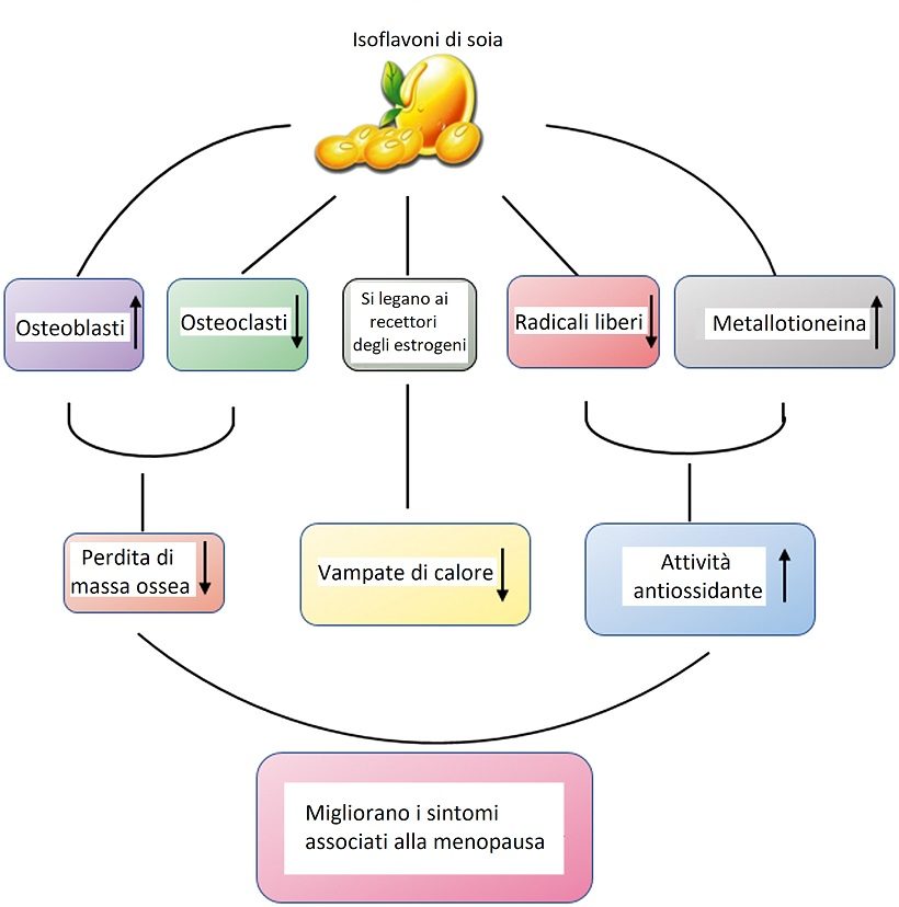isoflavoni effetti salute piante