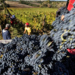 Vendemmia alla Fattoria del Colle di Trequanda