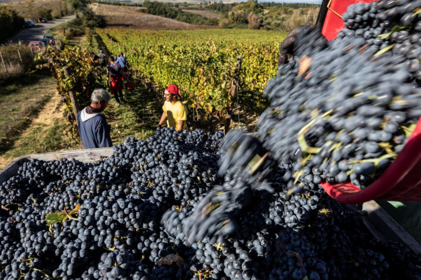 Vendemmia alla Fattoria del Colle di Trequanda