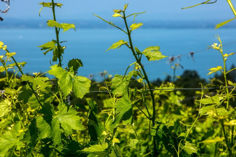 Consorzio Tutela Vini Trasimeno