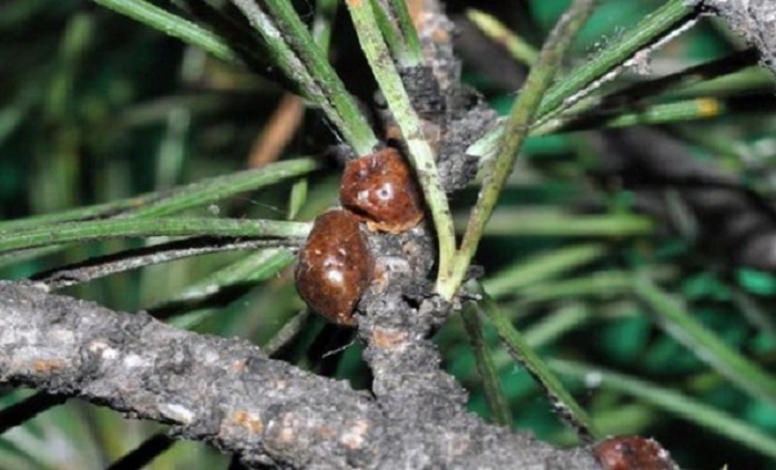 cocciniglia tartaruga pinete