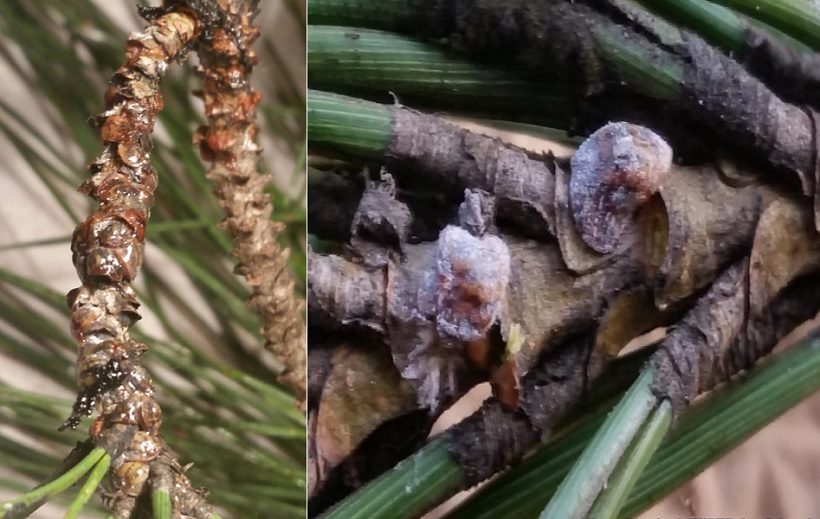 attacchi danni cocciniglia insetto pino bosco