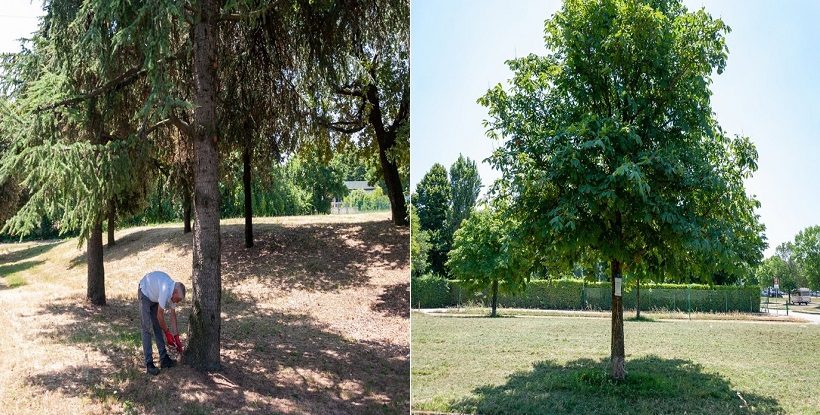 endoterapia trattamento pianta pino pineta cocciniglia