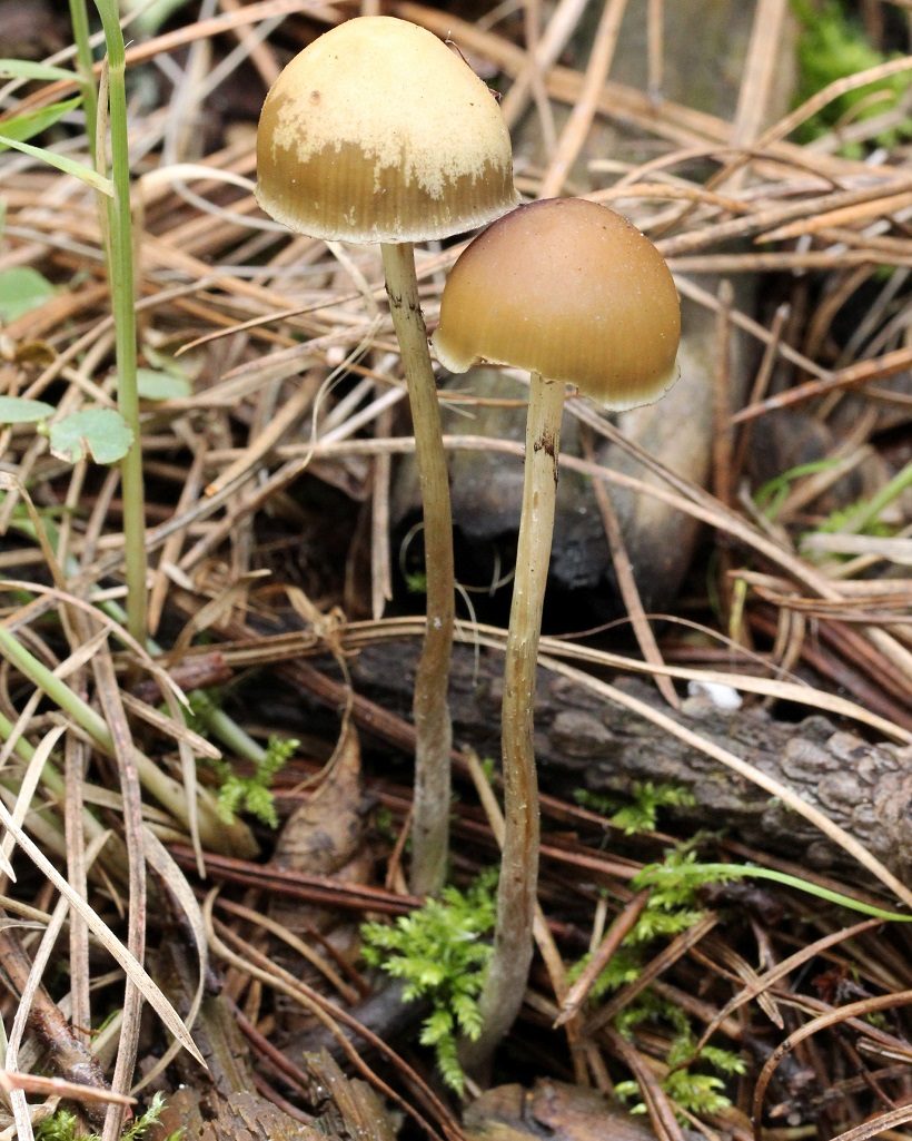 funghi allucinogeni legislazione