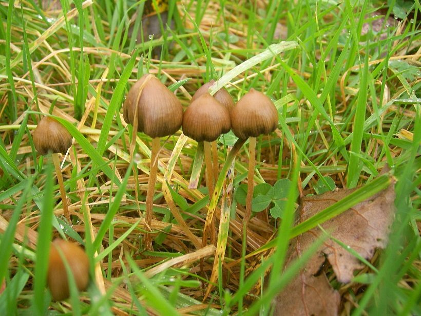 funghi allucinogeni