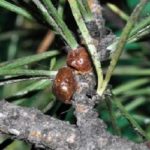 La cocciniglia tartaruga (Toumeyella parvicornis): insetto flagello delle pinete