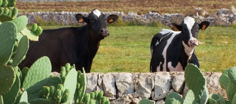 sostenibilità ambientale zootecnia allevamenti