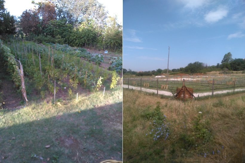 agricoltura periurbana ortinsieme roma