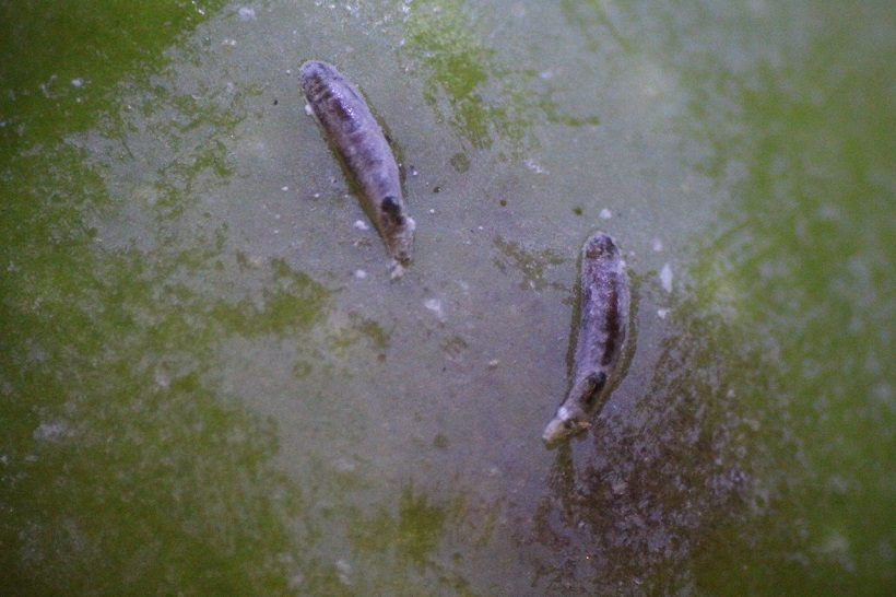 Lepidosaphes ulmi femmine coppia insetto dorso foglia olivo