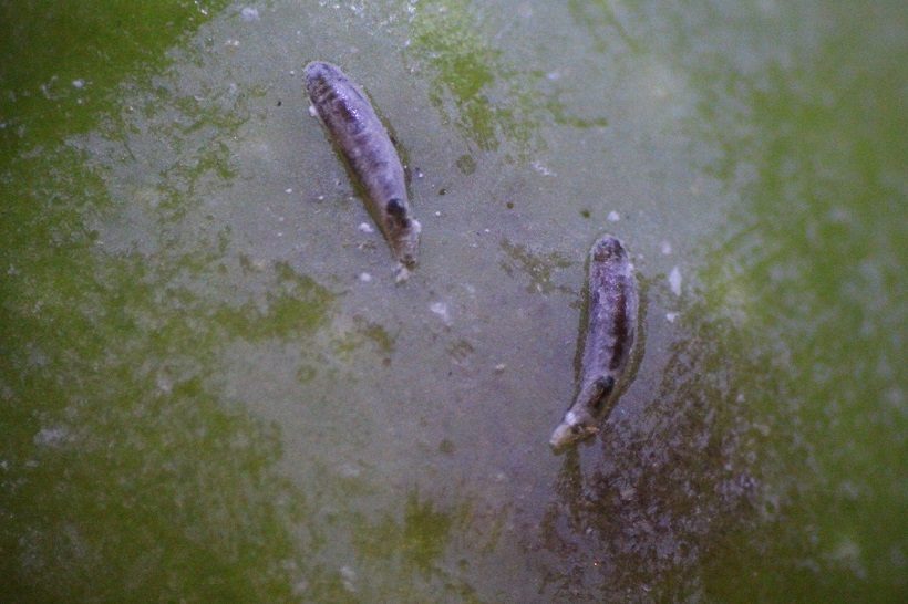 Lepidosaphes ulmi femmine coppia insetto dorso foglia olivo