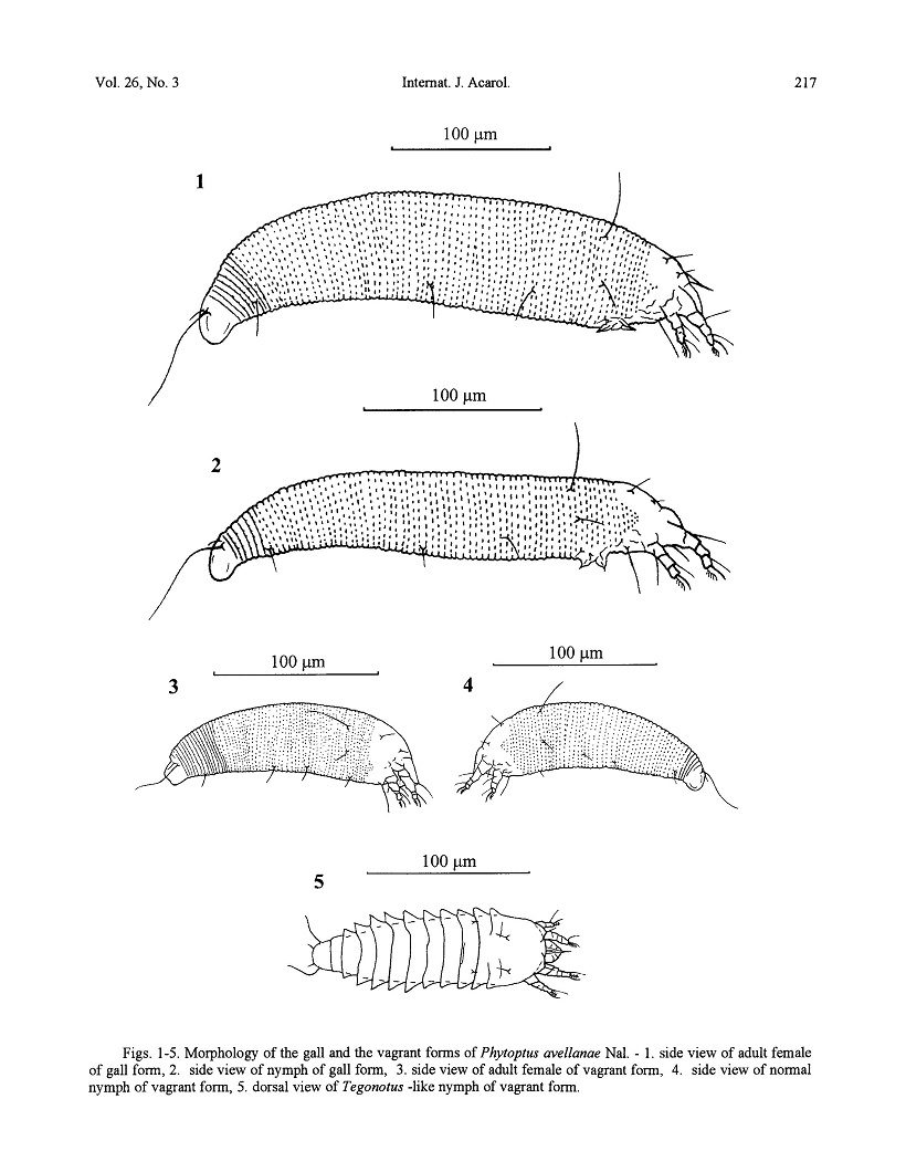 Phytoptus avellanae morfologia insetto