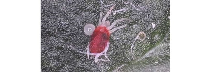 ragnetto rosso bimaculato comune vite nocciolo