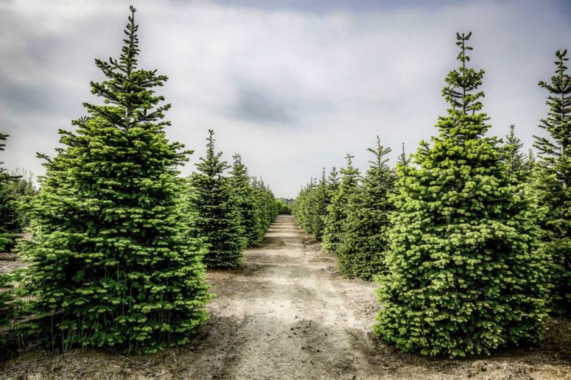 Alberi di Natale