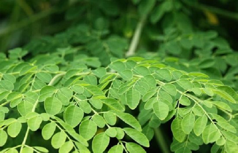 Moringa oleifera foglie