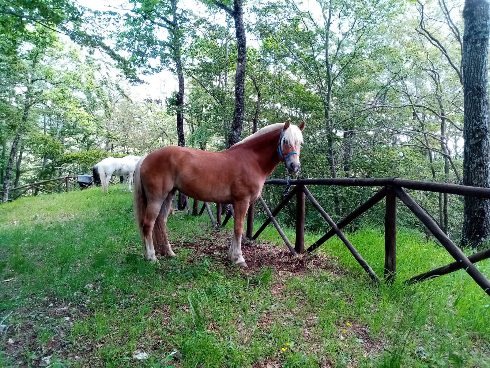 Piante Velenose Per I Cavalli Conoscerle Per Evitarle Rivista Di Agraria Org