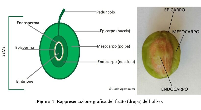 Rappresentazione grafica della drupa