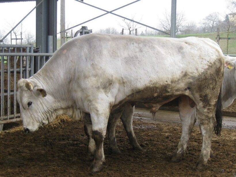 maschio giovane di razza Chianina 