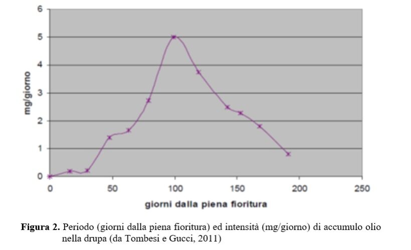 Periodo di accumulio di olio nella drupa