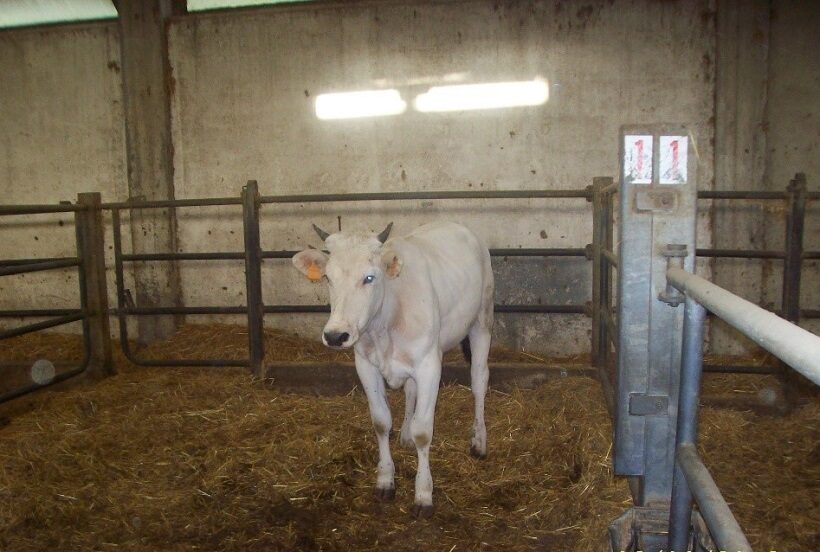 Manzetta di razza Chianina