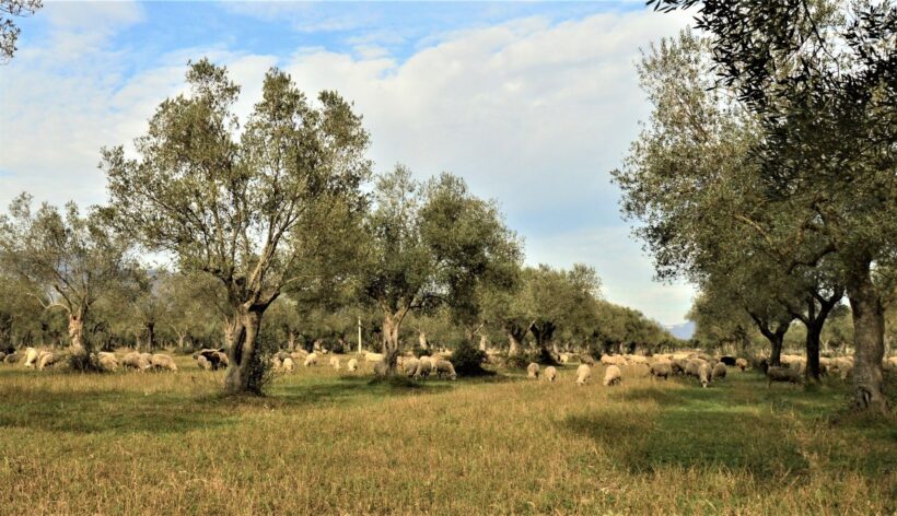 Oliveti di pianura 