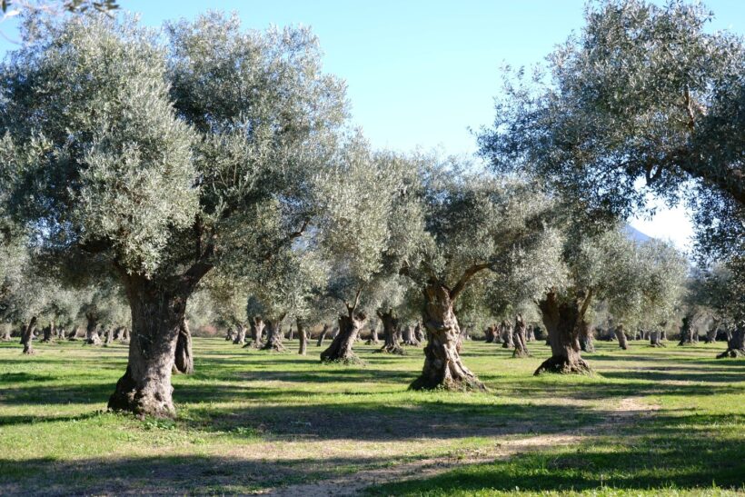 Oliveti di pianura 