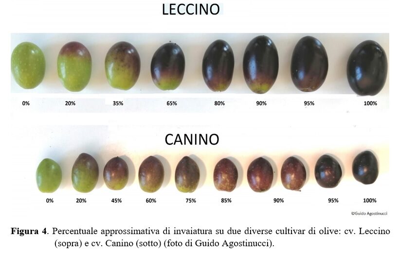 Invaiatura su diverse cultivar di olivo