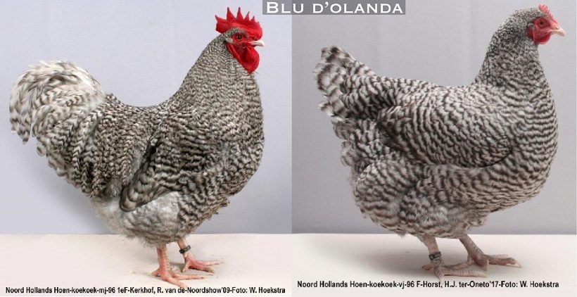 Pollo dellOlanda del Nord Gallo e Gallina 