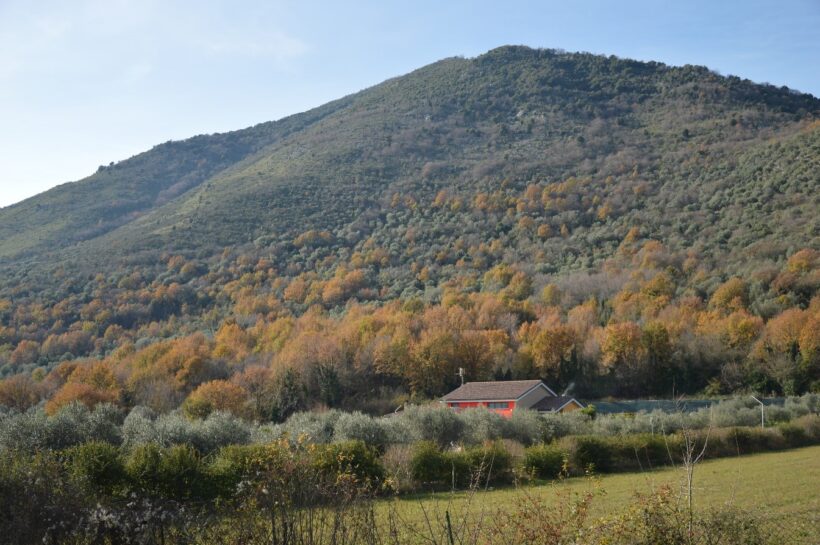 oliveti collinari in abbandono 