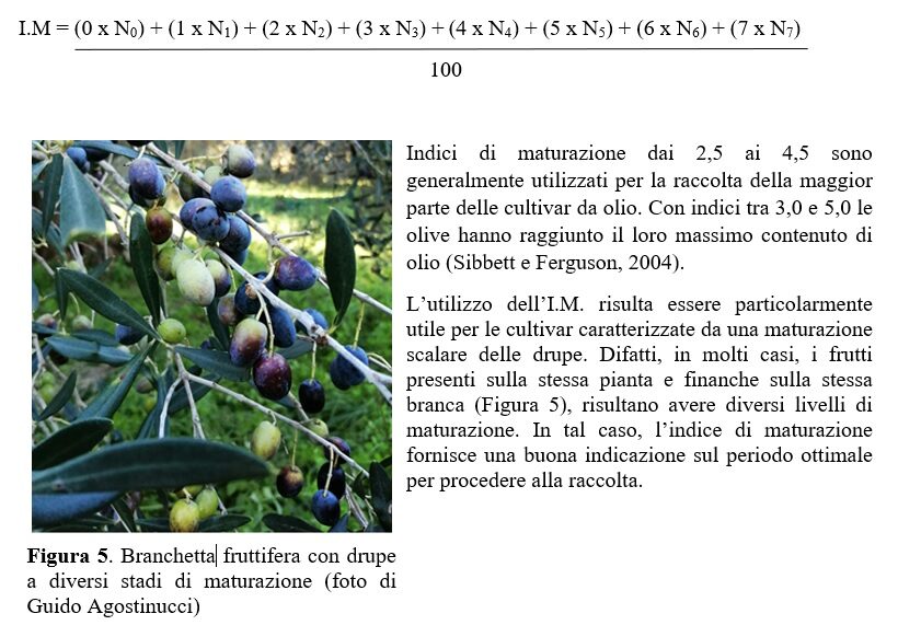 Indici di maturazione delle olive