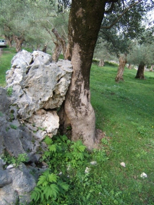 oliveti del Parco 