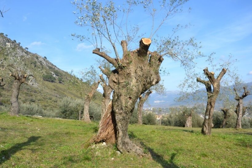 potatura eseguita nel territorio del Parco