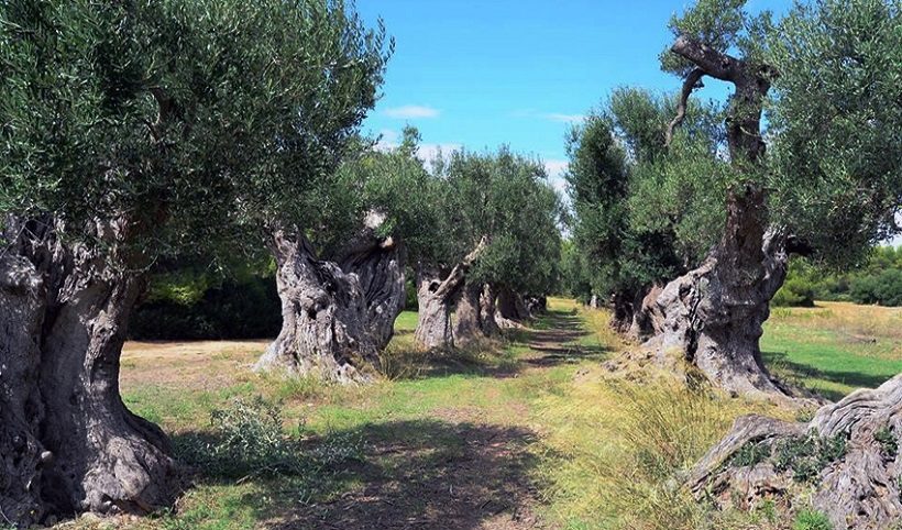 olivi xylella