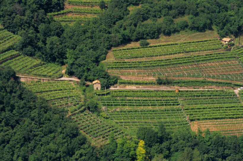 Vigneti in Trentino