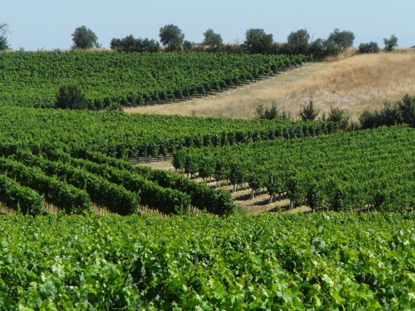 Vigneto Vino Nobile di Montepulciano