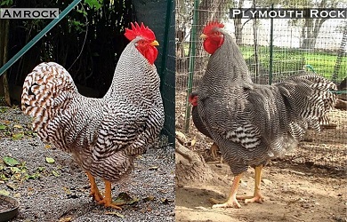 Amrock Vs Plymouth Rock Analogie Differenze Rivista Di Agraria Org