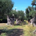 Xylella, olivicoltura: quanto è dannosa per l’ambiente la Favolosa in intensivo?