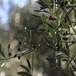 La determinazione del periodo ottimale di raccolta delle olive da olio