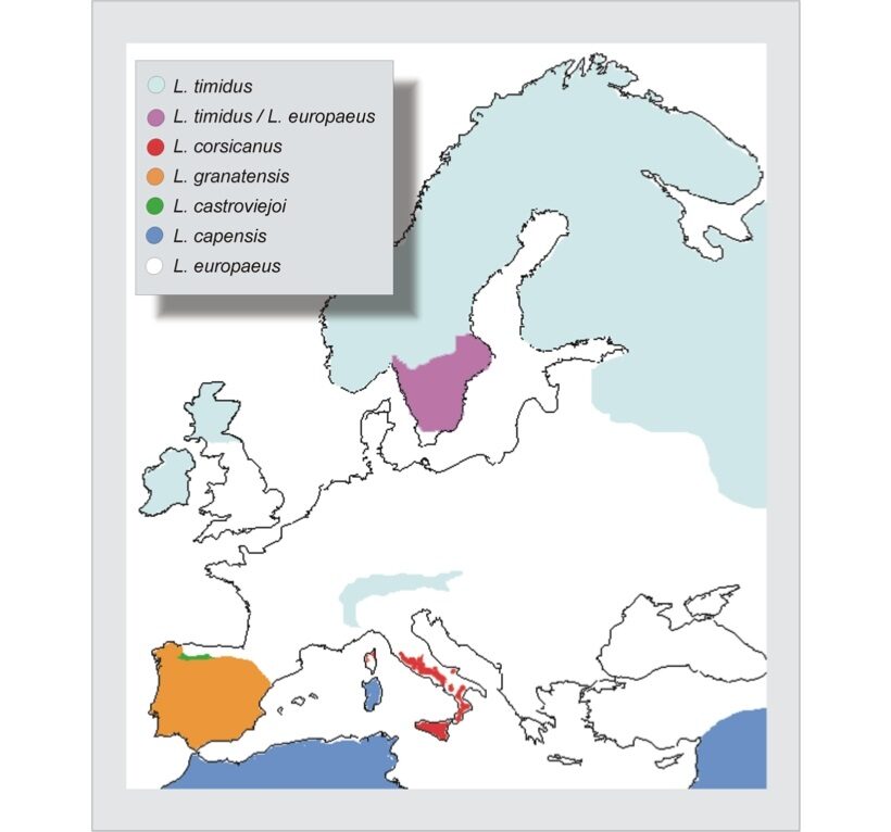 Distribuzione genere Lepus in Europa 