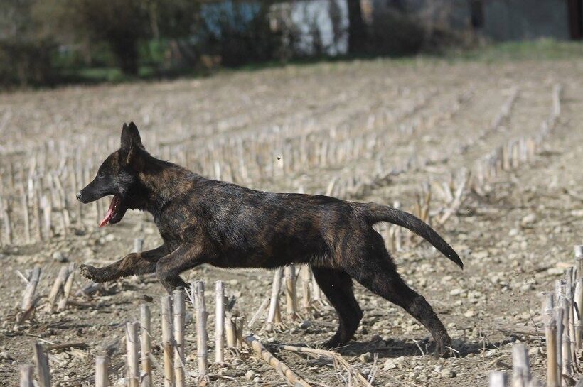 Cucciolo di Cane da Pastore Olandese 