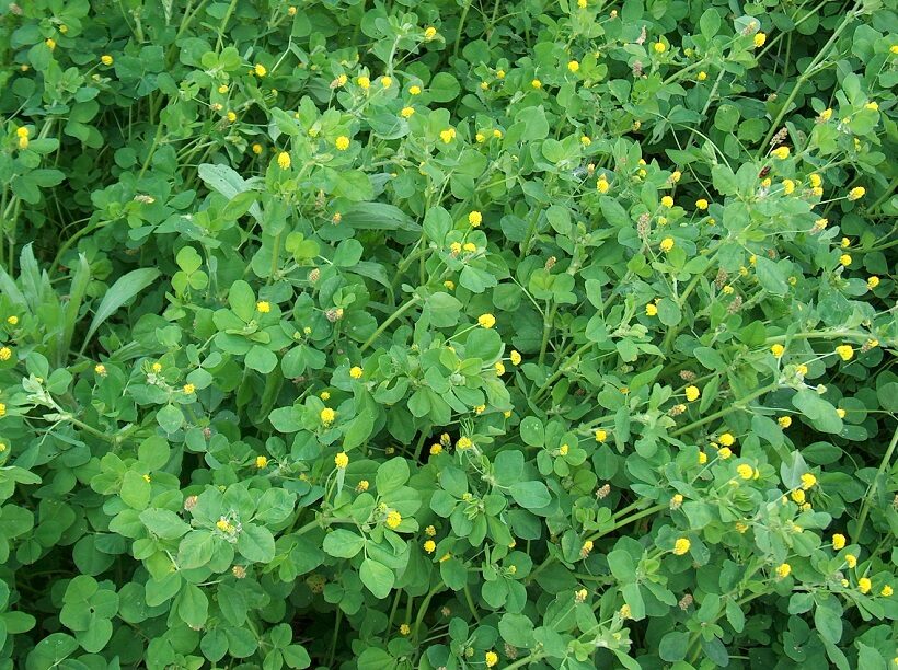 Medicago lupolina - Erba medica lupulina