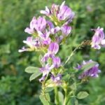 L’erba medica (Medicago sativa L.)