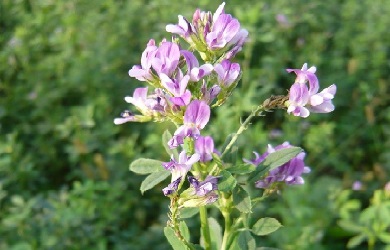 Medicago Sativa, Alfalfa O Erba Medica: Le Proprietà Dei Germogli - Foto 2
