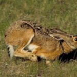 Alla ricerca della lepre arcana: presenza della Lepus europaeus meridiei nell’Appennino Pistoiese