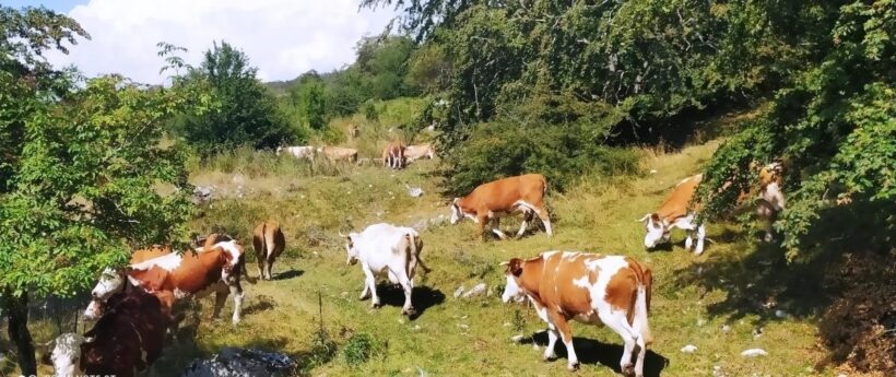 Bovine di razza Pezzata Rossa al pascolo 