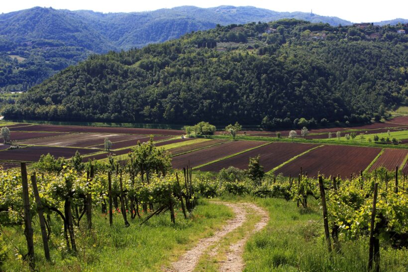 Colli Berici
