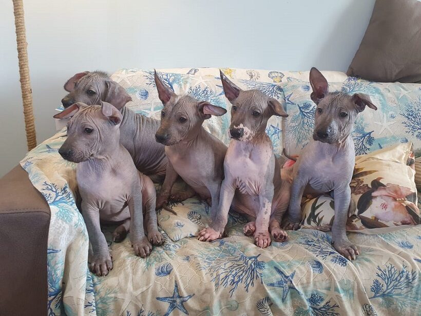 cuccioli di Xoloitzcuintle