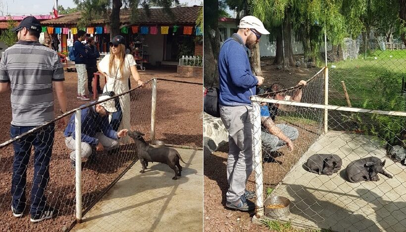 Allevamento di Xoloitzcuintle in Messico